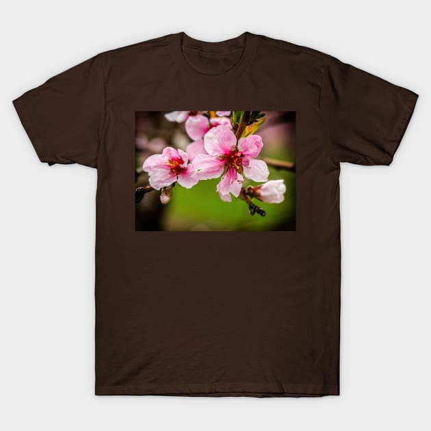 Peach Blossoms T-Shirt by Robert Alsop